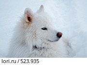Портрет самоедской собаки. Стоковое фото, фотограф Александр Максимов / Фотобанк Лори