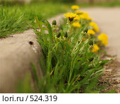 Одуванчики. Стоковое фото, фотограф Кириллов Евгений Федорович / Фотобанк Лори