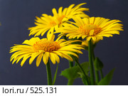 Дороникум (Doronicum) Стоковое фото, фотограф Литвяк Игорь / Фотобанк Лори