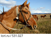 Лошадь. Стоковое фото, фотограф Анатолий Никитин / Фотобанк Лори