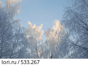 Деревья в инее. Стоковое фото, фотограф Вячеслав Зитев / Фотобанк Лори