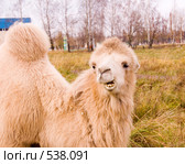 Недовольный рыжий верблюд. Стоковое фото, фотограф Коннов Леонид Петрович / Фотобанк Лори
