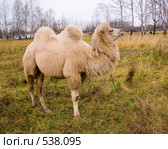 Цирковой светлый верблюд. Стоковое фото, фотограф Коннов Леонид Петрович / Фотобанк Лори