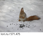 Животные. Стоковое фото, фотограф Виктор  Батавин / Фотобанк Лори