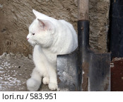 Белый кот с лопатой. Стоковое фото, фотограф Ирина Золина / Фотобанк Лори