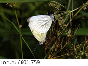Спаривающиеся белянки горчичные (Leptidia sinapis) Стоковое фото, фотограф Александр Савушкин / Фотобанк Лори