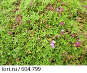 Тимьян или чабрец  - Thymus pulegioides. Стоковое фото, фотограф Вадим Кондратенков / Фотобанк Лори