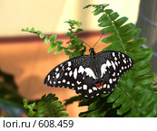 Экзотическая бабочка-парусник Papilio demoleus. Стоковое фото, фотограф Александр Савушкин / Фотобанк Лори