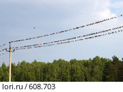 Стая птиц. Птичий ряд на проводе. Выйти из ряда вон. Стоковое фото, фотограф Александр Савушкин / Фотобанк Лори