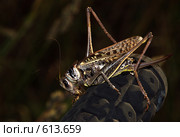 Кузнечик противобородавочный (Decticus verrucivorus) на велосипедном руле. Стоковое фото, фотограф Александр Савушкин / Фотобанк Лори