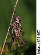 Кузнечик противобородавочный (Decticus verrucivorus) Стоковое фото, фотограф Александр Савушкин / Фотобанк Лори