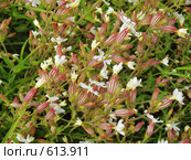 Смолевка белая - silene alba. Стоковое фото, фотограф Вадим Кондратенков / Фотобанк Лори