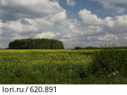 Средине поля березовая роща. Выращивание рапса (2008 год). Стоковое фото, фотограф Aleksander Kaasik / Фотобанк Лори