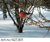 Снегирь зимой в городе. Стоковое фото, фотограф Вадим Хомяков / Фотобанк Лори