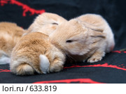 Кроличья любовь. Двое. Стоковое фото, фотограф Сергей Лешков / Фотобанк Лори