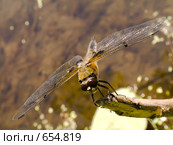 Стрекоза четырехпятнистая (Libellula quadrimaculata (Linnaeus, 1758)) Стоковое фото, фотограф Вячеслав Потапов / Фотобанк Лори
