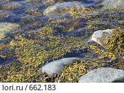 Водоросли фукусы (Fucus vesiculosus) в воде. Стоковое фото, фотограф Наталия Шевченко / Фотобанк Лори