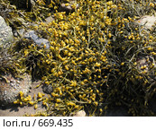 Водоросли фукусы (Fucus vesiculosus) на камнях. Белое море. Стоковое фото, фотограф Т. З. / Фотобанк Лори
