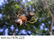 Паук Линифия триангулатус (Linyphia triangularis) с мухой в паутине. Стоковое фото, фотограф Варенов Дмитрий Владимирович / Фотобанк Лори