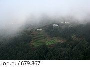 Тенерифе. Канары. В горах Анага (2009 год). Стоковое фото, фотограф Наталья Белотелова / Фотобанк Лори