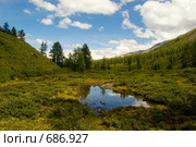 Лес. Горный Алтай. Стоковое фото, фотограф Селигеев Андрей Иванович / Фотобанк Лори