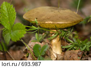 Гриб моховик (Xerocomus subtomentosus) Стоковое фото, фотограф Василий Вишневский / Фотобанк Лори