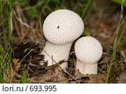 Гриб-дождевик (Lycoperdon perlatum Pers или Lycoperdon gemmatum Batsch) Стоковое фото, фотограф Василий Вишневский / Фотобанк Лори