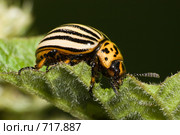 Колорадский картофельный жук, Leptinotarsa decemlineata, Colorado potato beetle, ten-striped spearman, ten-lined potato beetle. Стоковое фото, фотограф Василий Вишневский / Фотобанк Лори