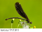 Красотка-девушка, Calopteryx virgo, Beautiful Demoiselle. Стоковое фото, фотограф Василий Вишневский / Фотобанк Лори