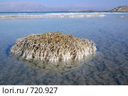 Мертвое море. Кристаллы соли на растении (2008 год). Стоковое фото, фотограф Irina Opachevsky / Фотобанк Лори