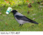 Ворона серая, Corvus cornix, Hooded. Стоковое фото, фотограф Василий Вишневский / Фотобанк Лори