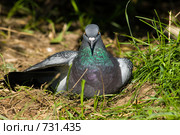 Голубь сизый, Columba livia, Rock Dove. Стоковое фото, фотограф Василий Вишневский / Фотобанк Лори