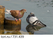 Голубь сизый, Columba livia, Rock Dove. Стоковое фото, фотограф Василий Вишневский / Фотобанк Лори