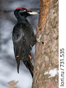 Дятел черный, Желна, Dryocopus martius, Black Woodpecker. Стоковое фото, фотограф Василий Вишневский / Фотобанк Лори