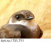 Ласточка береговая, Береговушка, Riparia riparia, Sand Martin. Стоковое фото, фотограф Василий Вишневский / Фотобанк Лори