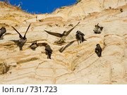 Ласточка береговая, Береговушка, Riparia riparia, Sand Martin. Стоковое фото, фотограф Василий Вишневский / Фотобанк Лори