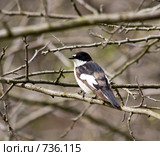 Мухоловка-пеструшка, Ficedula hypoleuca, Pied Flycatcher. Стоковое фото, фотограф Василий Вишневский / Фотобанк Лори