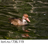 Нырок красноносый, Netta rufina, Red-crested Pochard. Стоковое фото, фотограф Василий Вишневский / Фотобанк Лори