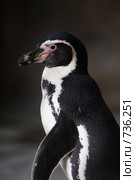 Пингвин Гумбольдта, Spheniscus humboldti, Humboldt Penguin. Стоковое фото, фотограф Василий Вишневский / Фотобанк Лори
