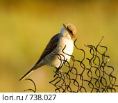 Сорокопут-жулан, Lanius collurio, Common Shrike. Стоковое фото, фотограф Василий Вишневский / Фотобанк Лори