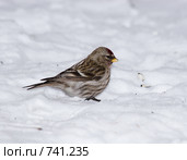 Чечетка, Acanthis flammea, Redpoll. Стоковое фото, фотограф Василий Вишневский / Фотобанк Лори