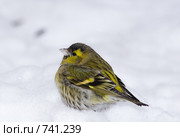 Чиж, Spinus spinus, Siskin. Стоковое фото, фотограф Василий Вишневский / Фотобанк Лори