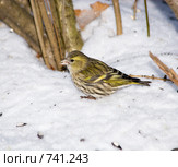 Чиж, Spinus spinus, Siskin. Стоковое фото, фотограф Василий Вишневский / Фотобанк Лори