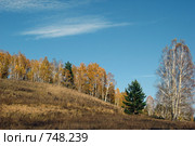 Край осеннего леса. Стоковое фото, фотограф Анатолий Матвейчук / Фотобанк Лори