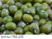 Зёрна золотистой фасоли (лат. Vigna radiata) Стоковое фото, фотограф Полина Столбушинская / Фотобанк Лори