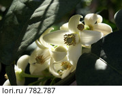 Цветы Поме́ло (Citrus maxima, Citrus grandis) Стоковое фото, фотограф Irina Opachevsky / Фотобанк Лори