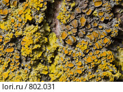 Лишайник - ксантория постенная или стенная золотнянка - Xanthoria parietina - центральная часть таллома. Стоковое фото, фотограф Иван Сазыкин / Фотобанк Лори
