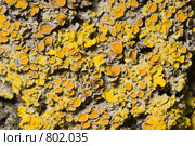 Лишайник - ксантория постенная или стенная золотнянка - Xanthoria parietina - центральная часть таллома. Стоковое фото, фотограф Иван Сазыкин / Фотобанк Лори