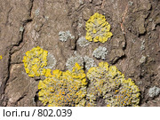 Лишайник - ксантория постенная или стенная золотнянка - Xanthoria parietina. Серый лишайник - один из видов родов Пармелия (Parmelia) или Пармелиопсис (Parmeliopsis). Стоковое фото, фотограф Иван Сазыкин / Фотобанк Лори