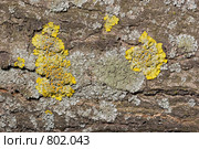 Лишайник - ксантория постенная или стенная золотнянка - Xanthoria parietina. Серый лишайник - один из видов родов Пармелия (Parmelia) или Пармелиопсис (Parmeliopsis). Стоковое фото, фотограф Иван Сазыкин / Фотобанк Лори